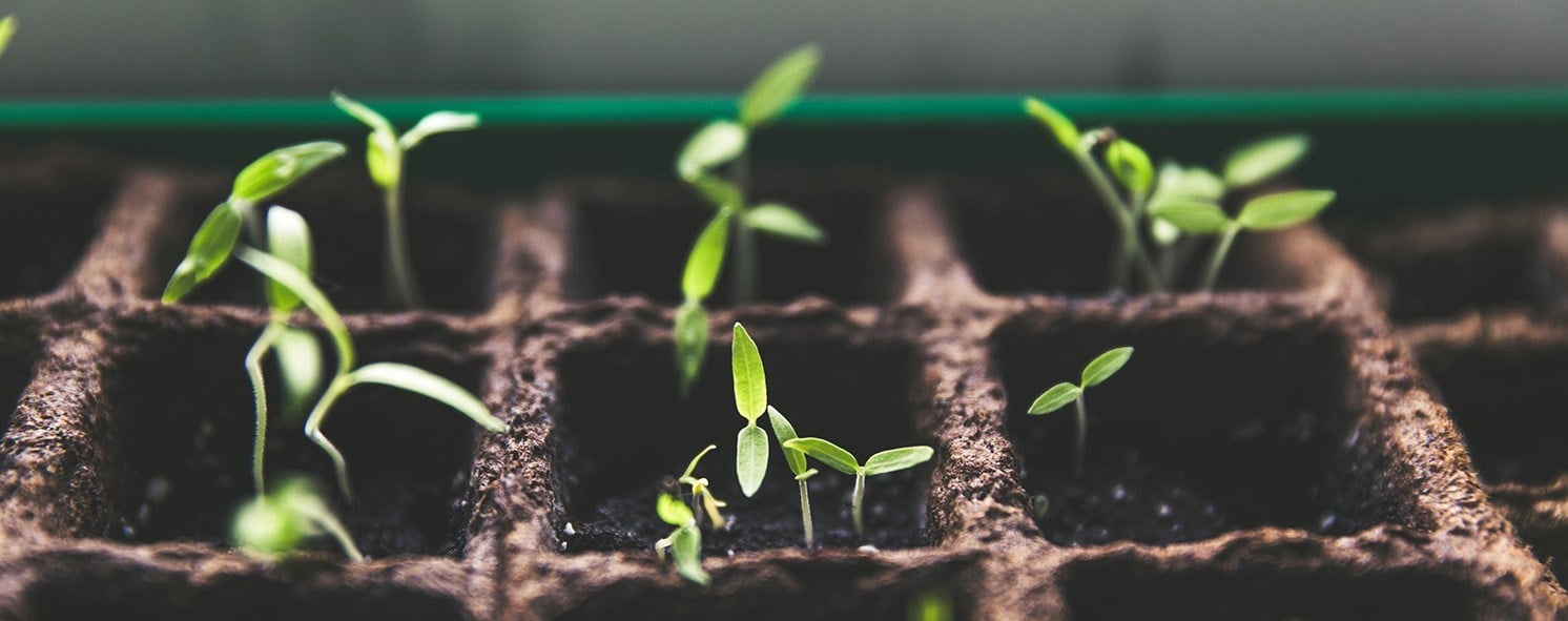 Sprouting seeds