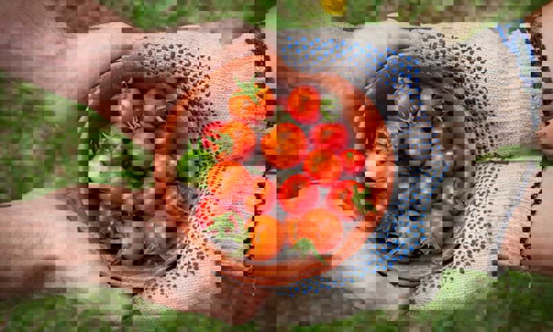 Two people sharing tomatoes