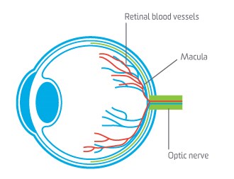 eye-health-1.jpg