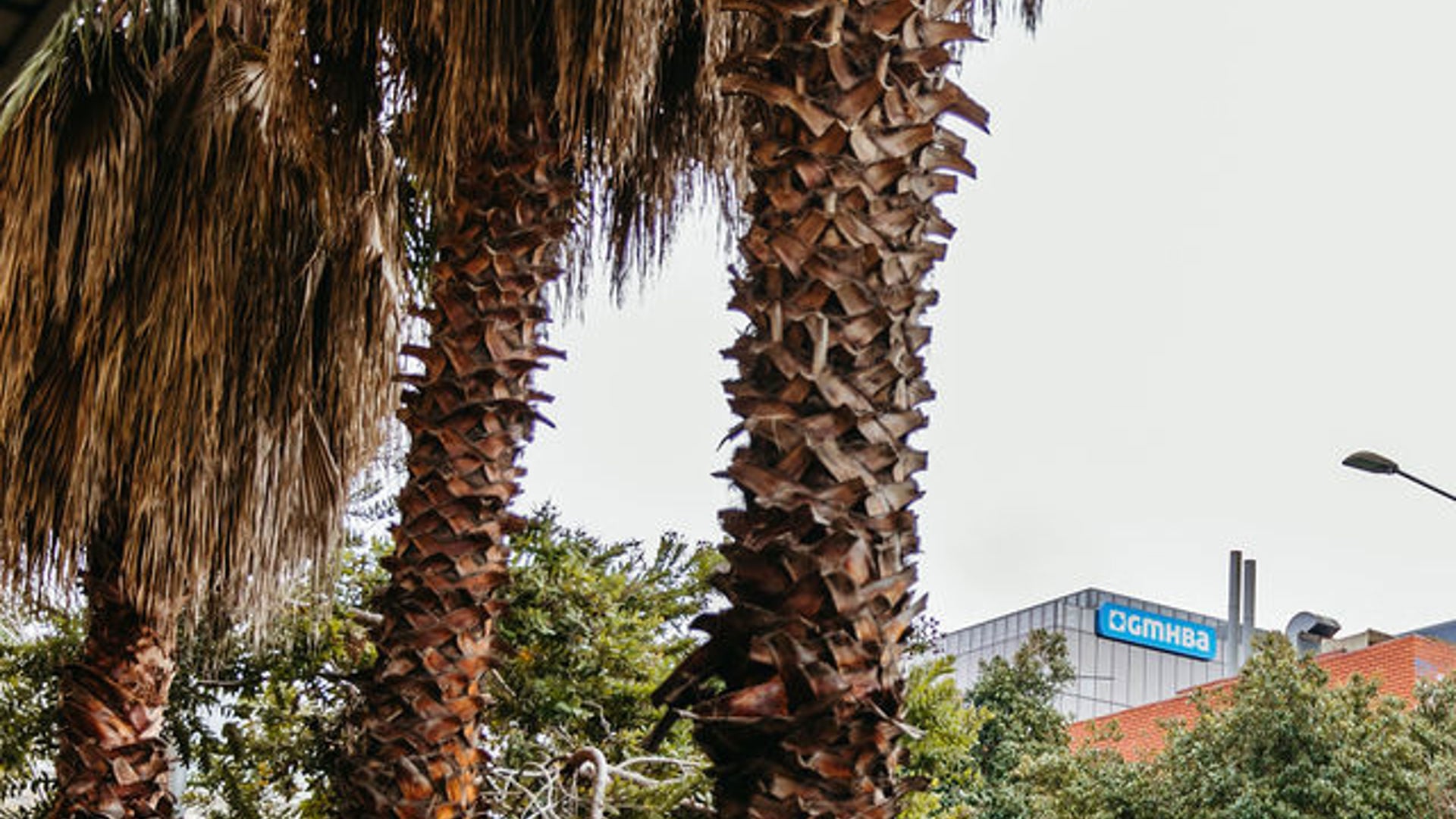 Through the trees GMHBA's Geelong Head Office